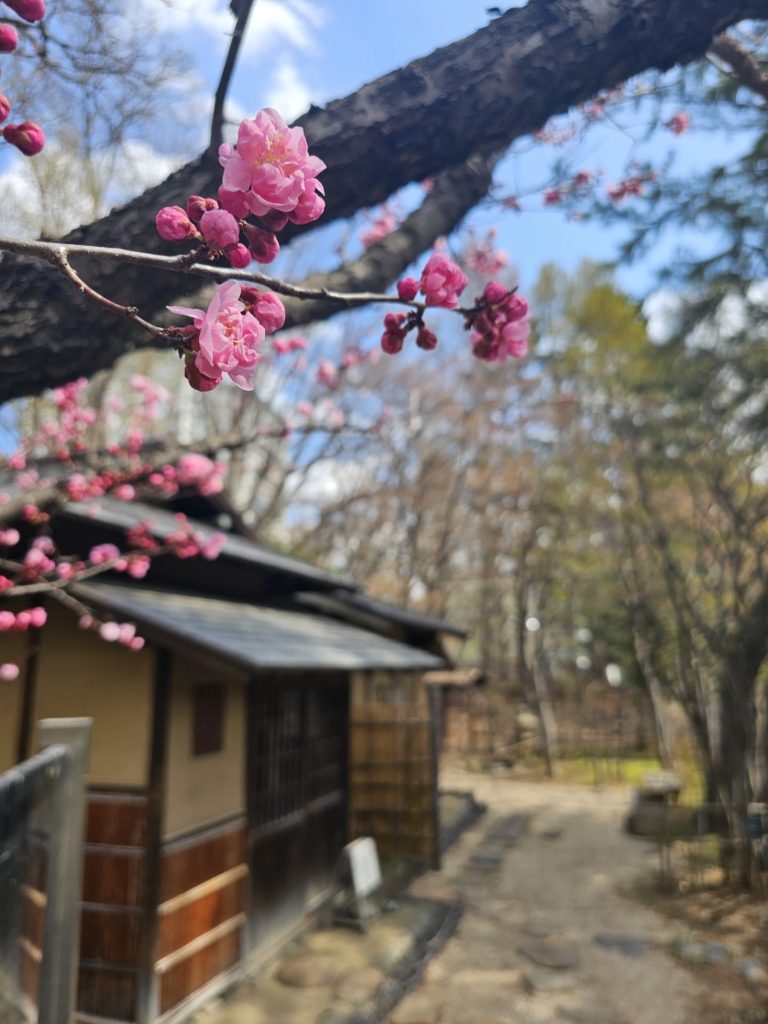 紅梅