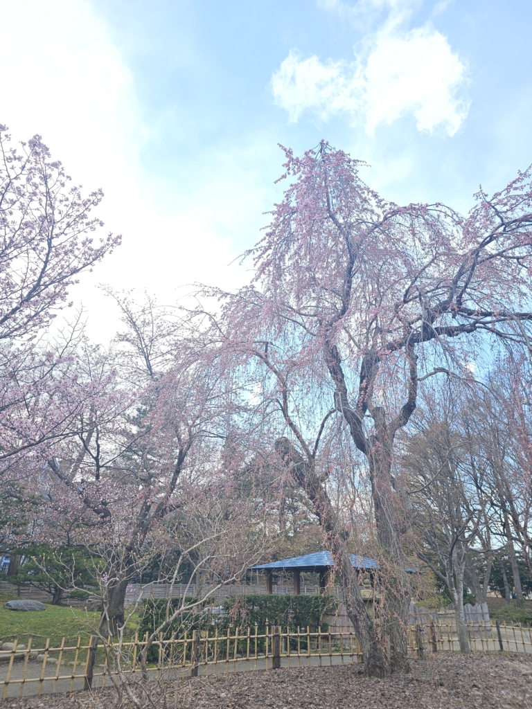 日本庭園　しだれさくら