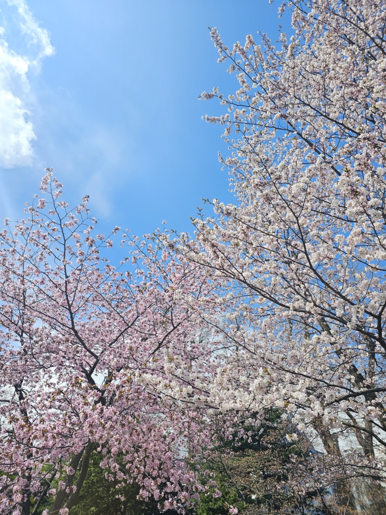 日本庭園の桜